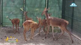 Piper e gli altri ungulati del Cras Stella del Nord thumbnail