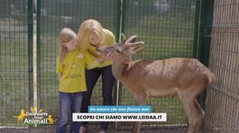 Diritti in prima linea: i cervi d'Abruzzo thumbnail