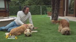 Stella e Toy, i figli pelosi di: Luca Toni thumbnail