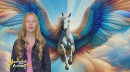 Stella's World: la storia di Pegaso thumbnail