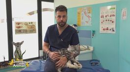 I consigli del veterinario: le 3 F del gatto thumbnail