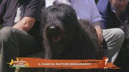 Il cane da pastore bergamasco thumbnail