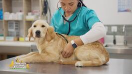 Le spese veterinarie in Italia thumbnail