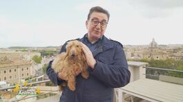 La Banda Bassotti di: Roberto Giacobbo thumbnail
