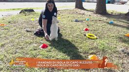 I randagi di Isola di Capo Rizzuto thumbnail