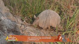 Una animale da scoprire: l'armadillo thumbnail