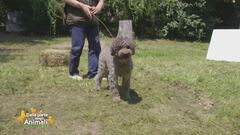 Il lagotto romagnolo