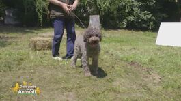 Il lagotto romagnolo thumbnail