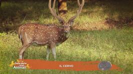 Il cervo thumbnail