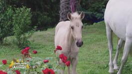 Un cavallo per amico - il cavallo andaluso thumbnail