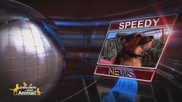 Speedy News thumbnail