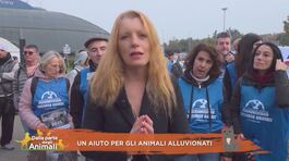 Un aiuto per gli animali alluvionati thumbnail