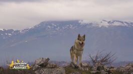 Il cane lupo cecoslovacco thumbnail