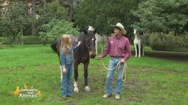 Le razze equine: il cavallo criollo argentino thumbnail