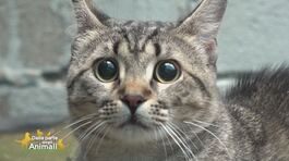 Stevie in cerca di casa thumbnail