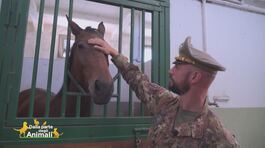 Esercito, il Centro Militare di Equitazione di Montelibretti thumbnail