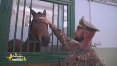 Esercito, il Centro Militare di Equitazione di Montelibretti