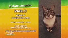 SOS animali thumbnail