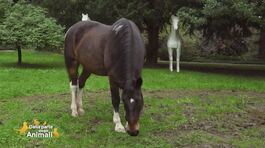 Le razze equine: il cavallo criollo argentino thumbnail