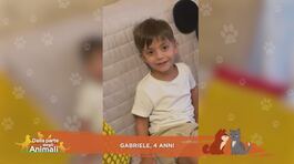 Perchè i piccioni camminano così? thumbnail