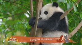 Un animale da scoprire: il panda thumbnail
