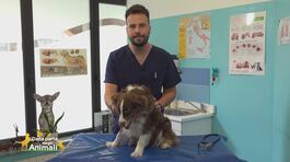 Il vaccino antirabbico thumbnail