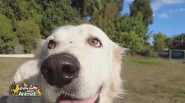 Max ha bisogno di una famiglia thumbnail