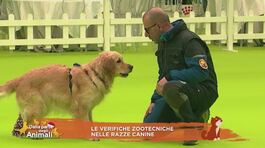 Le verifiche zootecniche nelle razze canine thumbnail