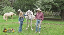 Un cavallo per amico: il campo visivo dei cavalli e una nuova razza equina thumbnail