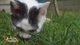 Il gattino Boris recuperato dalla strada thumbnail