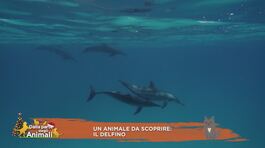 Un animale da scoprire: il delfino thumbnail