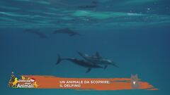 Un animale da scoprire: il delfino