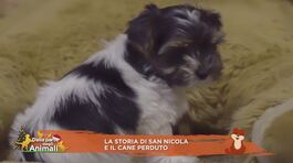 La storia di San Nicola e il cane perduto thumbnail
