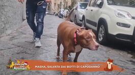 Masha, salvata dai botti di Capodanno thumbnail