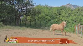 L'Abc della toelettatura thumbnail