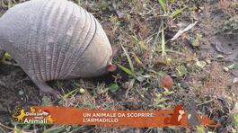 Un animale da scoprire: l'armadillo thumbnail