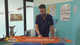 Le piante tossiche per i gatti thumbnail
