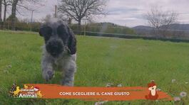 Come scegliere il cane giusto thumbnail