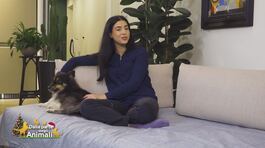 Come mantenere al casa pulita con animali domestici thumbnail