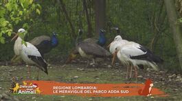 Regione Lombardia: le meraviglie del Parco Adda sud thumbnail