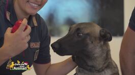 La scuola dei cani della Polizia di Stato thumbnail