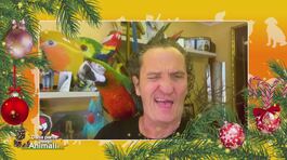 A Capodanno...niente botti! thumbnail
