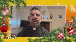 La stella cadente thumbnail