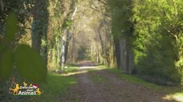 Regione Lombardia: le meraviglie del parco delle groane thumbnail