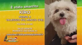 Aiutiamo a ritrovare Kiro thumbnail
