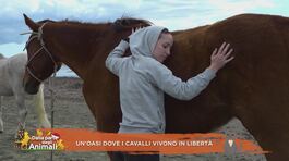 Un'oasi dove i cavalli vivono in libertà thumbnail