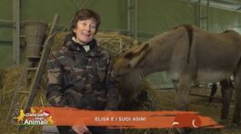 Elisa e i suoi asini thumbnail