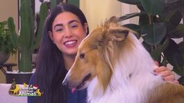 Come tenere la casa pulita e libera da allergeni thumbnail