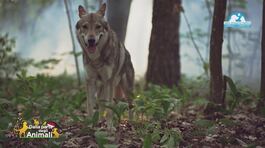 Un anno di Lega Italiana Difesa Animali e Ambiente thumbnail