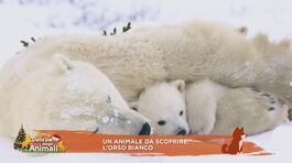 Un animale da scoprire: l'orso bianco thumbnail